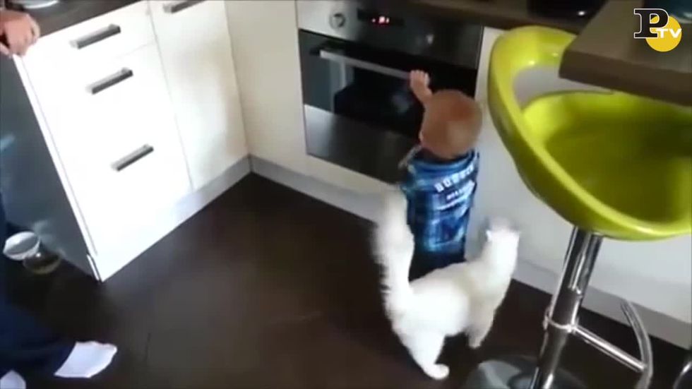 Gatto protegge bambino dal forno caldo