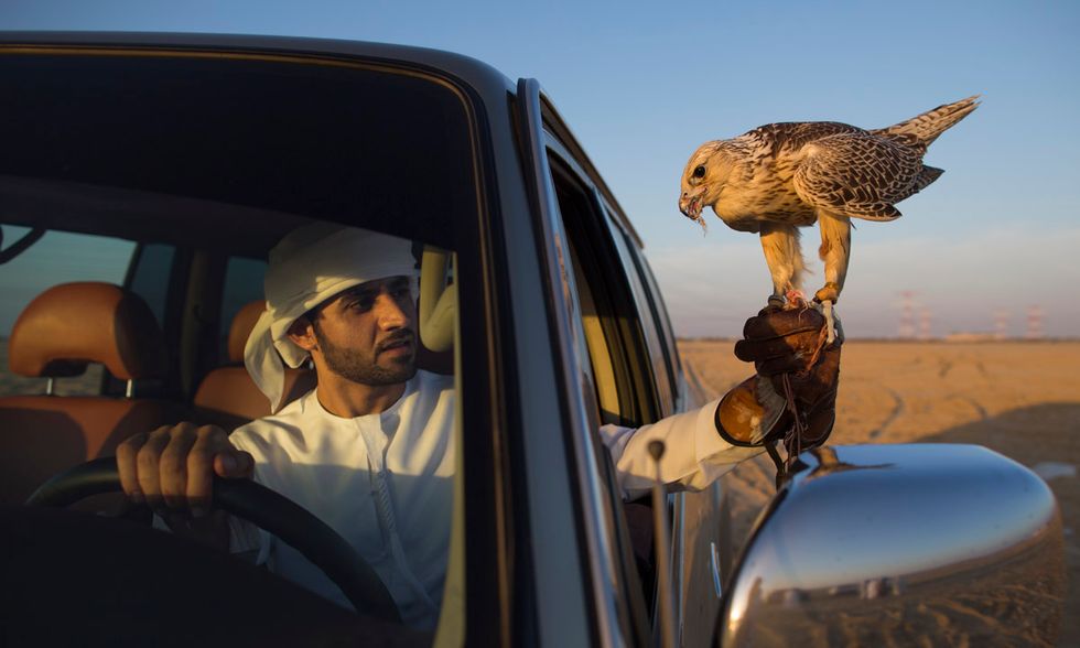 La falconeria negli Emirati Arabi