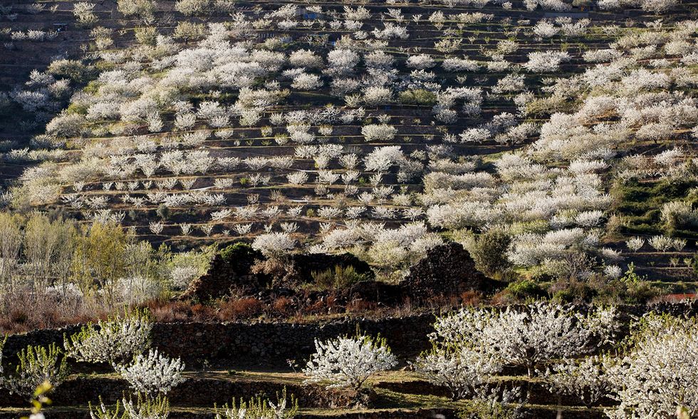 Spagna, i ciliegi in fiore nella Valle del Jerte