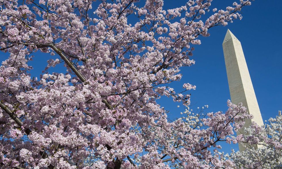 Fioriscono i ciliegi del Giappone a Washington