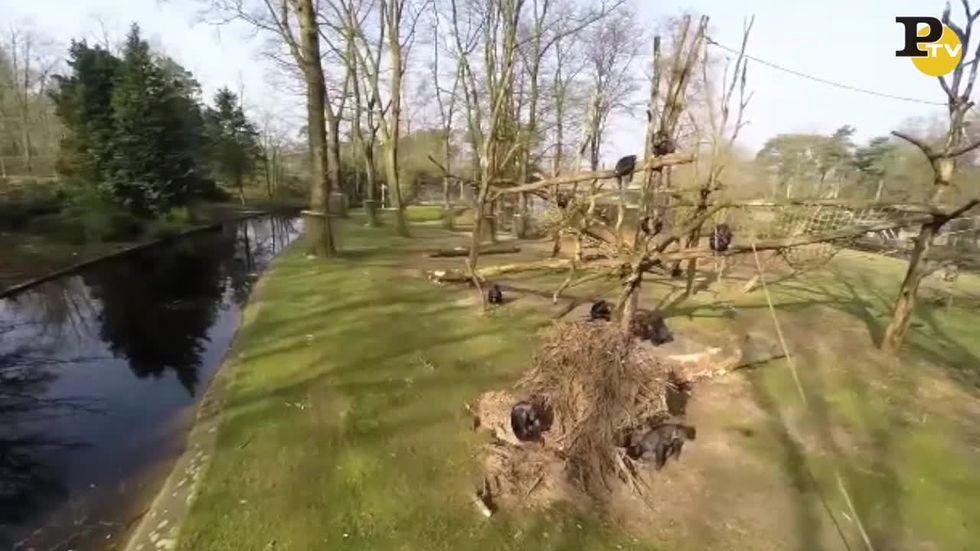 Le scimmie abbattono il drone allo zoo