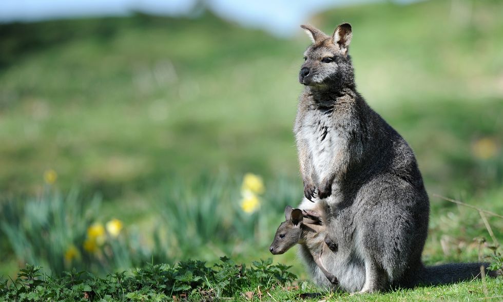 Un cucciolo di wallaby scopre il mondo dal marsupio