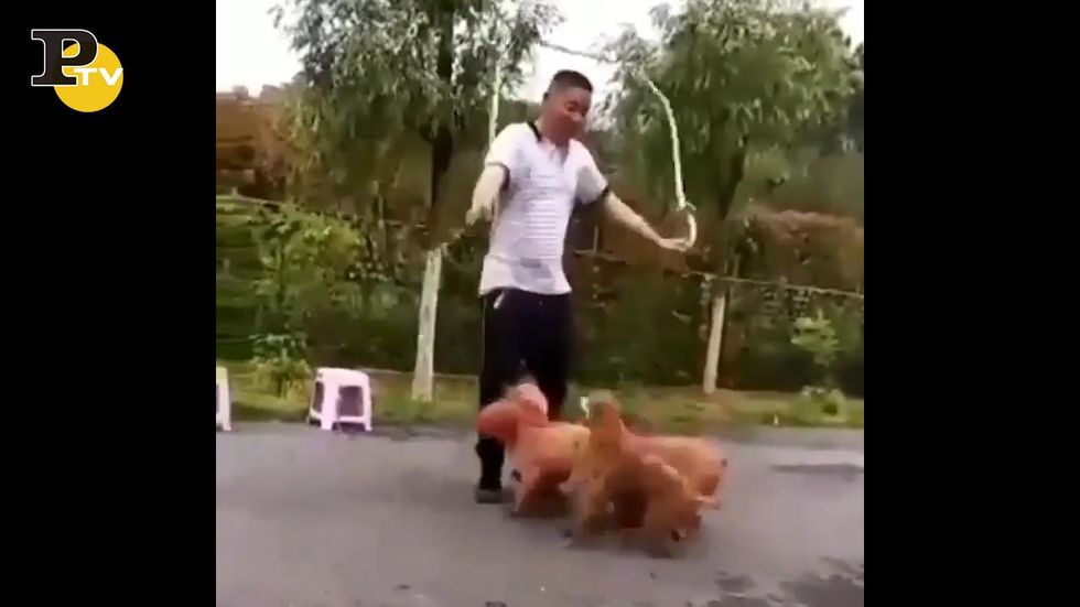 I simpatici cagnolini che saltano la corda
