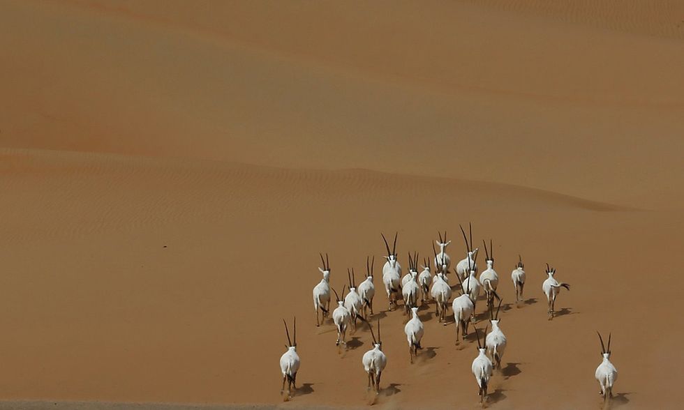 Orici d'Arabia e gazzelle bianche nel deserto