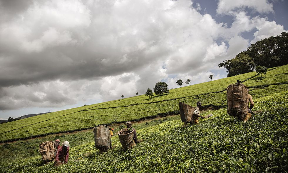 Malawi, vita quotidiana nelle piantagioni di tè