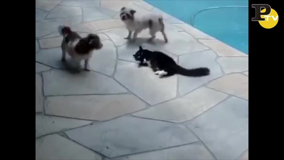 Il gatto infastidito dal cane, lo butta in piscina