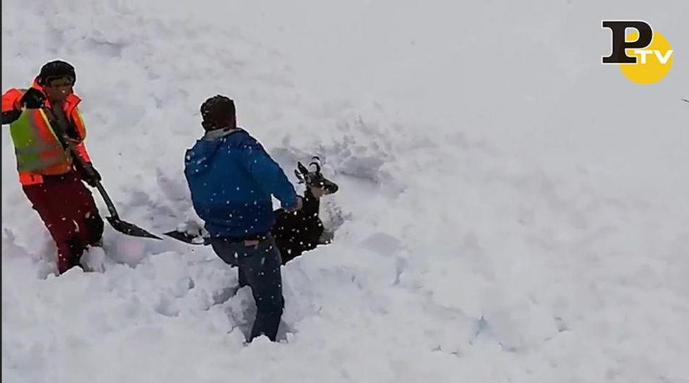 Austria, fermano il treno per salvare un animale sepolto dalla neve| video