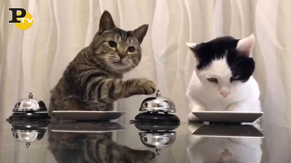 Ecco cosa fanno due simpatici gattini affamati