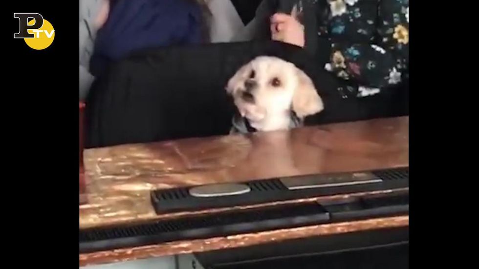 Simpatico cagnolino guarda la tv comodamente seduto al bar
