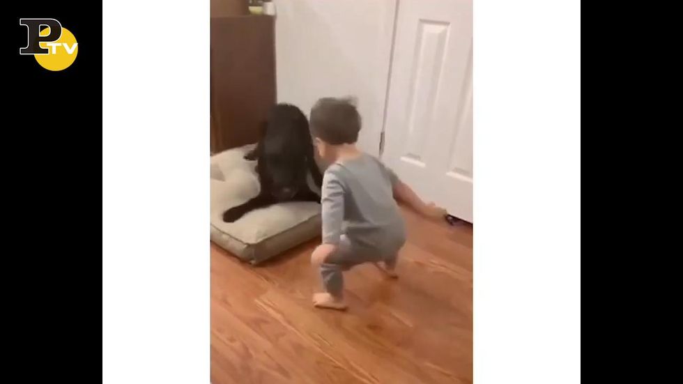 Bambino disturba il cagnolone che si ribella