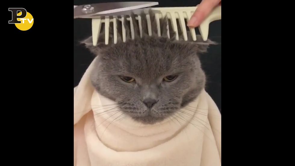 Quando un gattino va dal parrucchiere