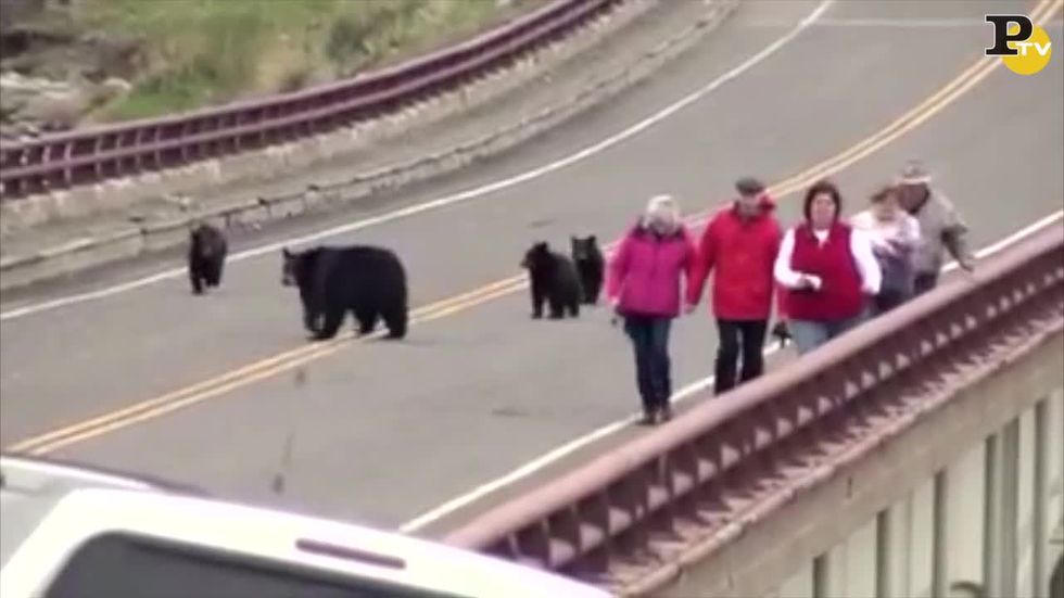 Famiglia di orsi a passeggio allo Yellowstone