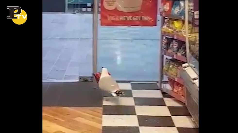 Gabbiano entra in un negozio e ruba un pacchetto di patatine