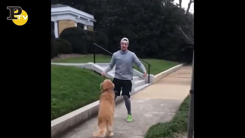 Cane felice alla vista del padrone gli salta in braccio