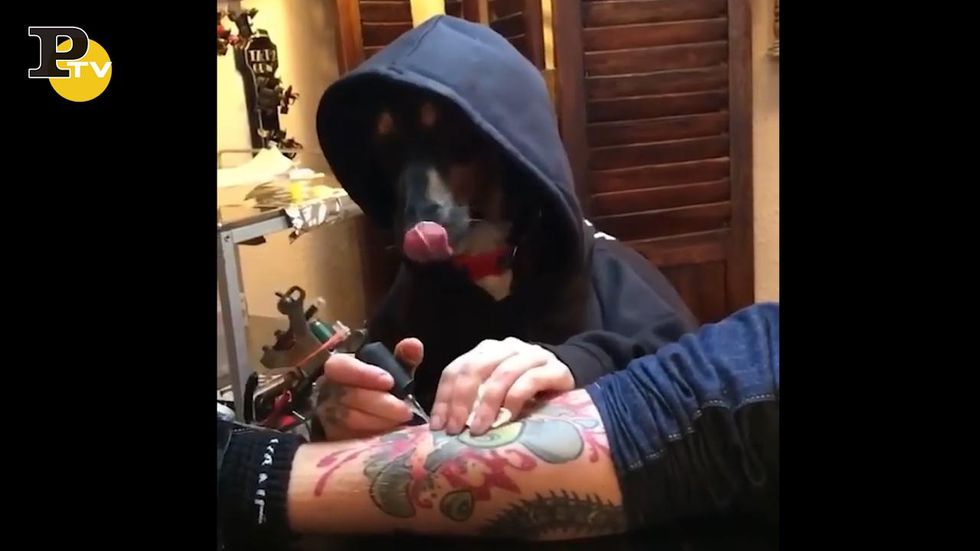Il talento del cane tatuatore