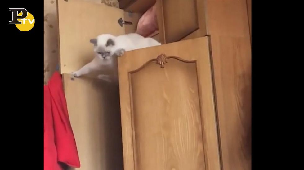 Gatto si lancia dall'armadio