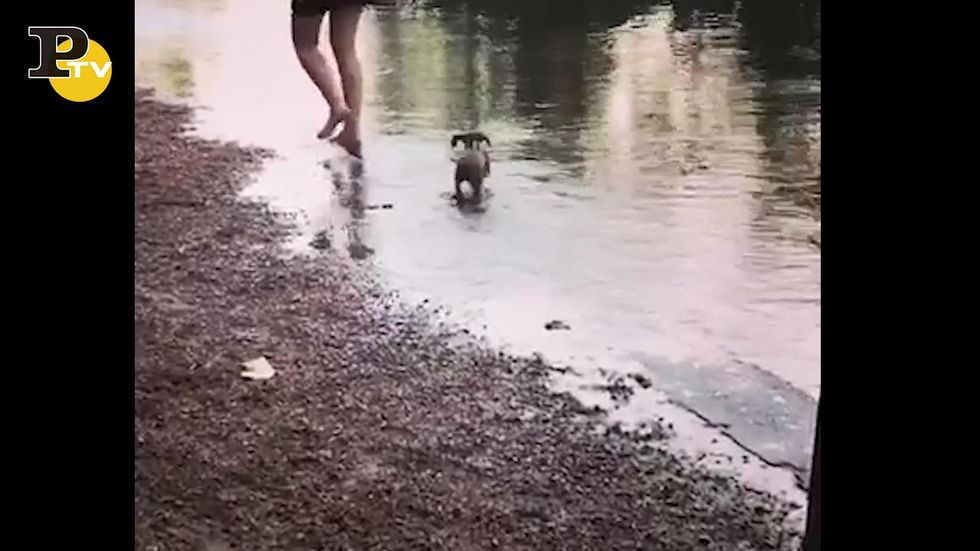 Il piccolo cagnolino cade nell'acqua troppo alta