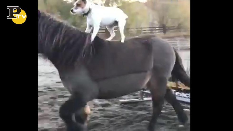 Cane galoppa in groppa al cavallo