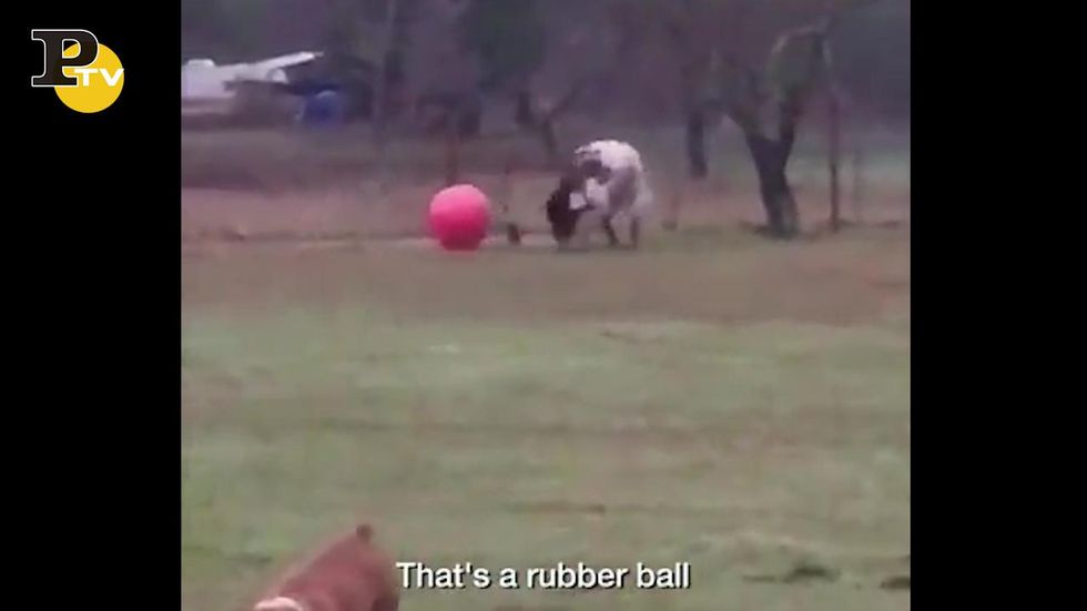 Il toro ruba un pallone di gomma e lo buca