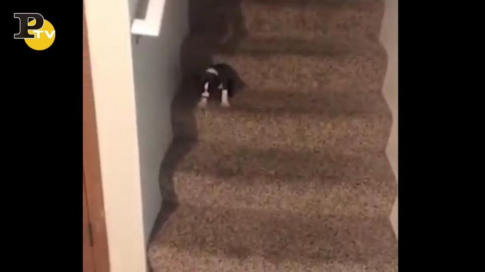 Cane ha paura di scendere le scale