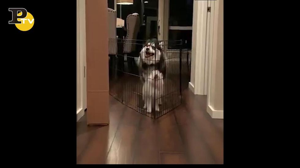 Husky insegna al cagnolino a saltare il recinto