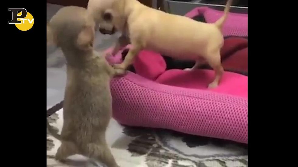 Cagnolini litigano animatamente