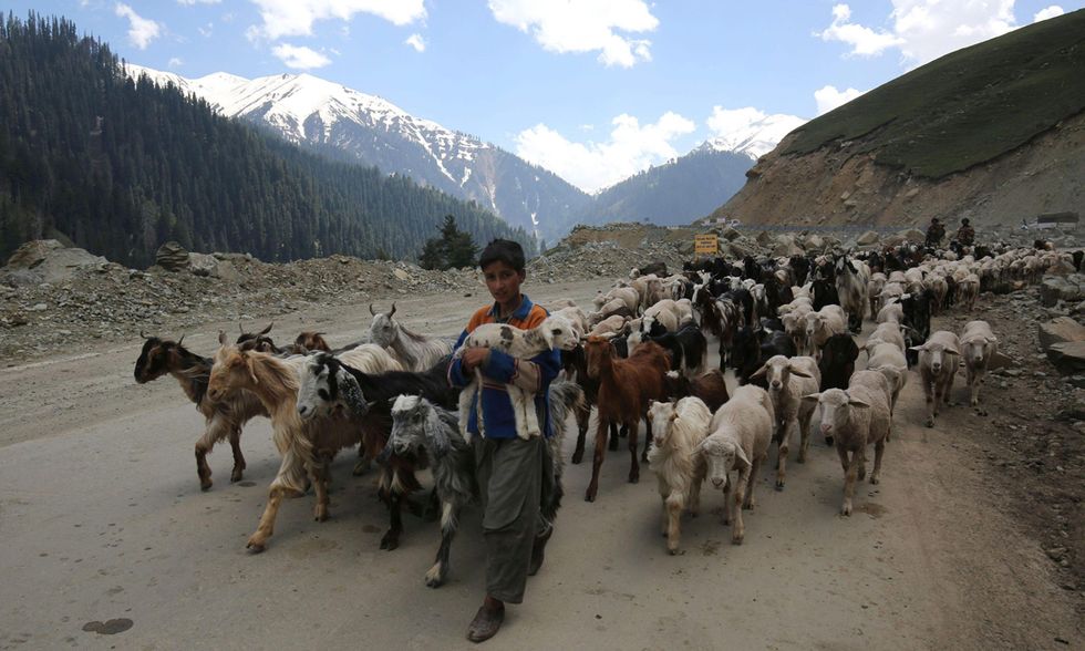 In viaggio con i Bakerwal, pastori nomadi nel Kashmir