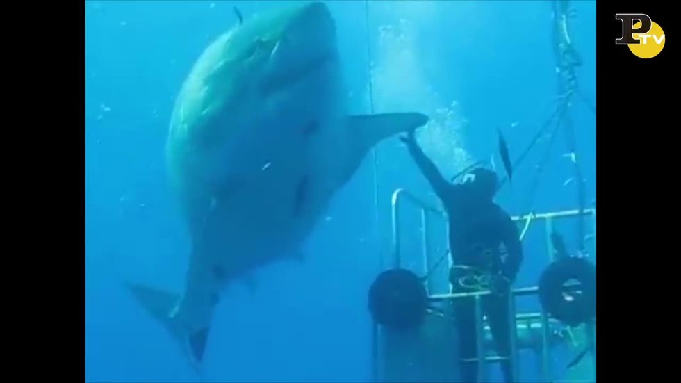 Come in Spielberg, nella gabbia con lo squalo bianco