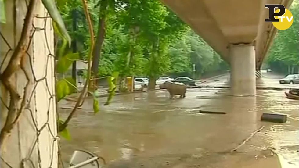 Alluvione in Georgia, 10 morti e gli animali in fuga dallo zoo