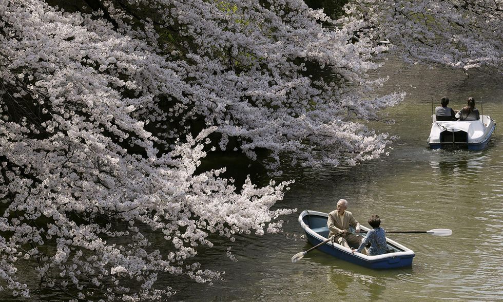 A Tokyo fioriscono i ciliegi: benvenuta primavera