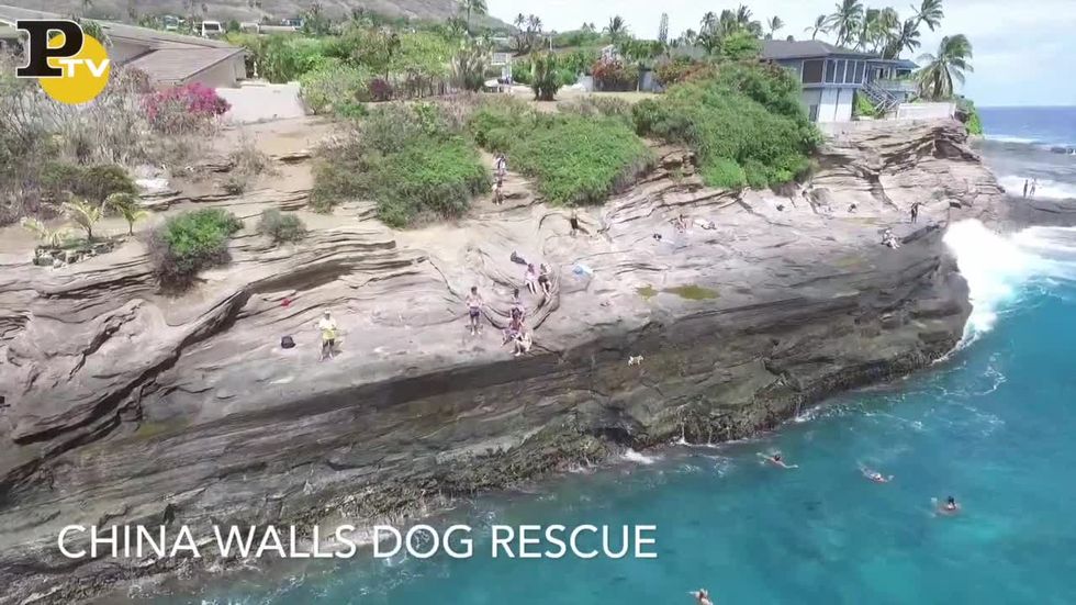 Hawaii: il salvataggio del cagnolino