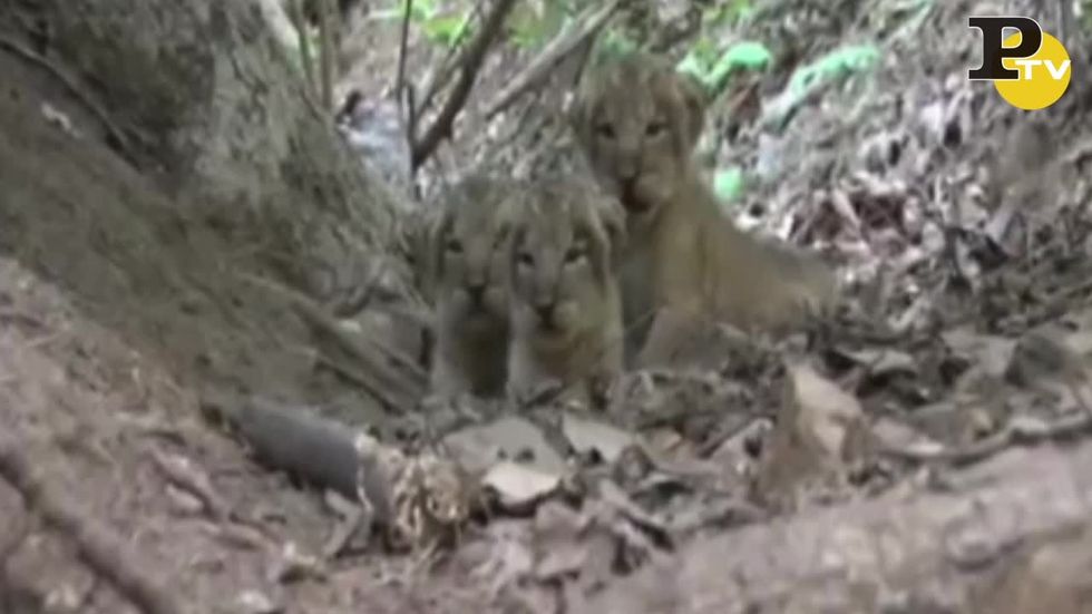 India: la nascita dei baby leoni nella riserva naturale