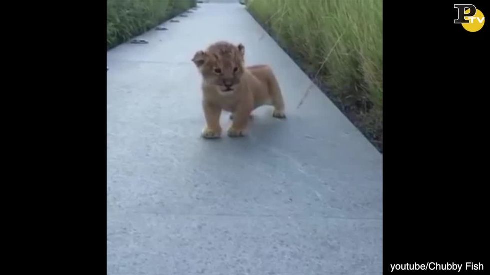 Il ruggito del piccolo leone