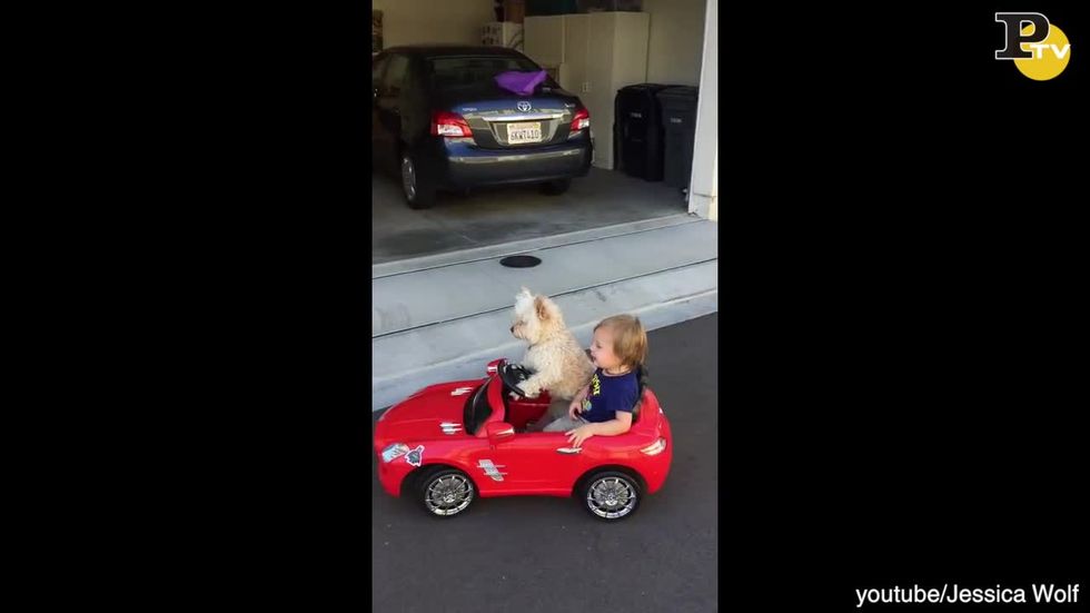 Cane guida auto giocattolo con un bambino