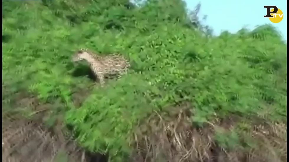 Il giaguaro riemerge dall'acqua con in bocca un caimano