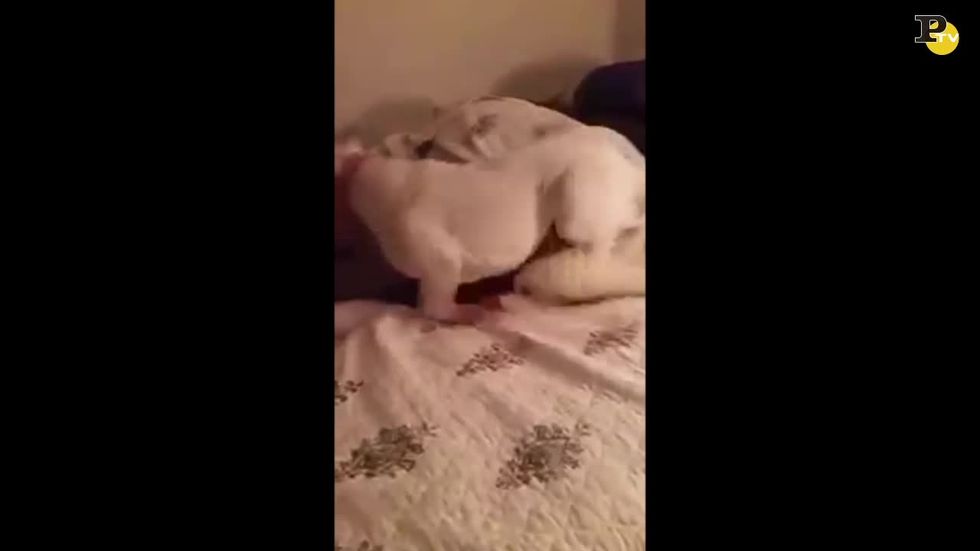Il cane abbandonato prova il letto per la prima volta
