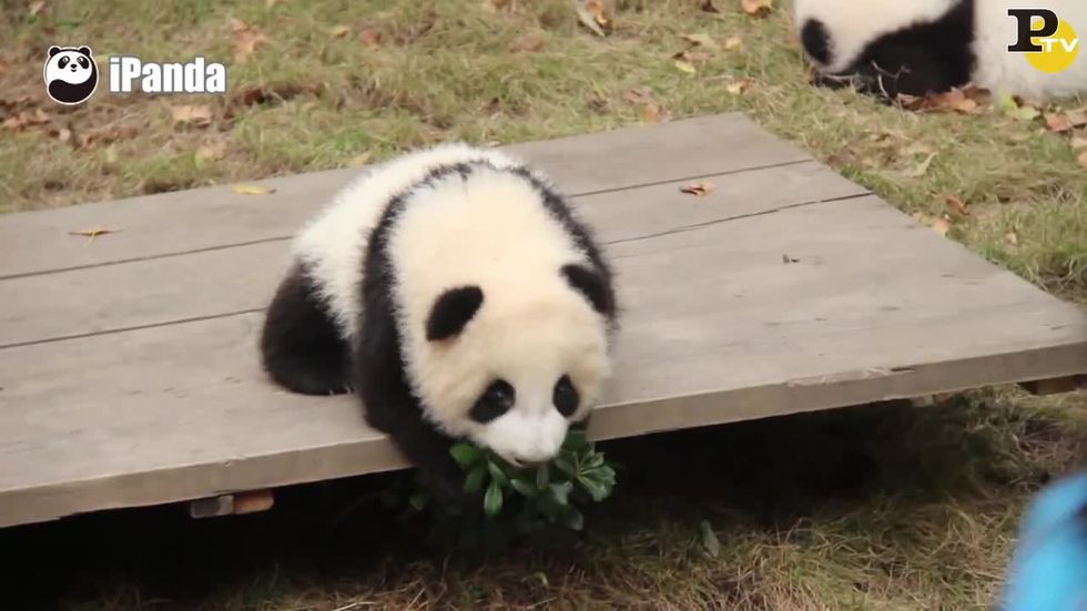 I cuccioli di panda sono davvero irresistibili