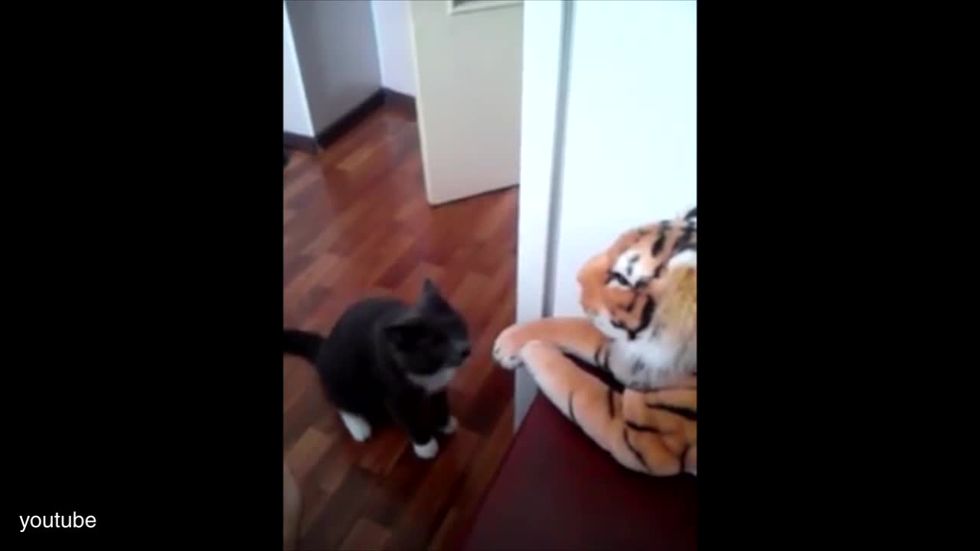 Gatto picchia la tigre (di peluche)