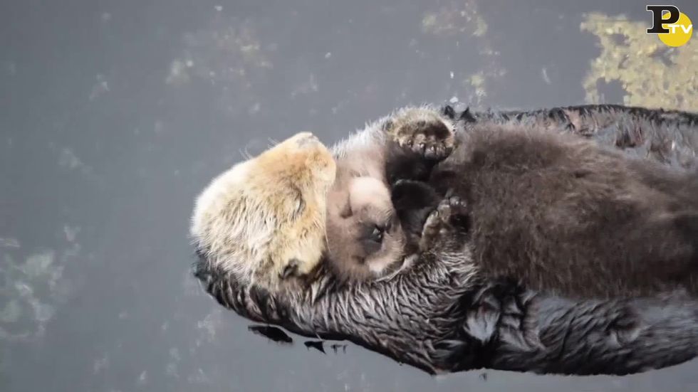 La piccola lontra dorme teneramente sulla pancia della mamma