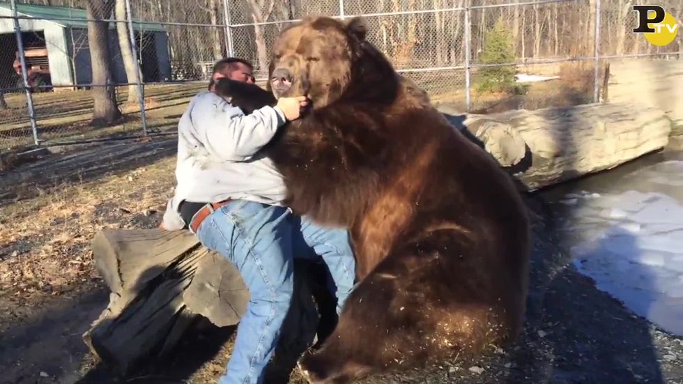 L'amicizia tra un uomo e un orso di 700 chili è possibile