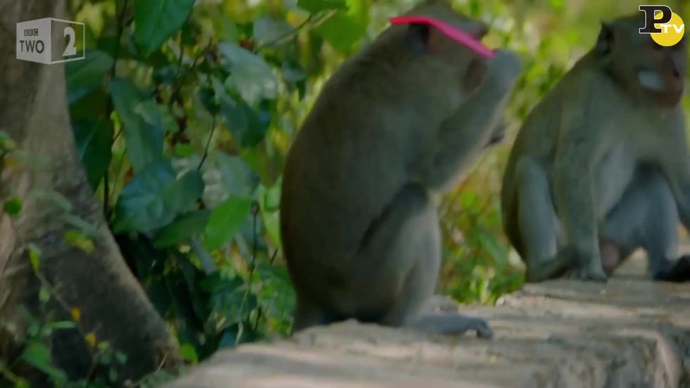 Perché queste scimmie rubano gli occhiali ai turisti?