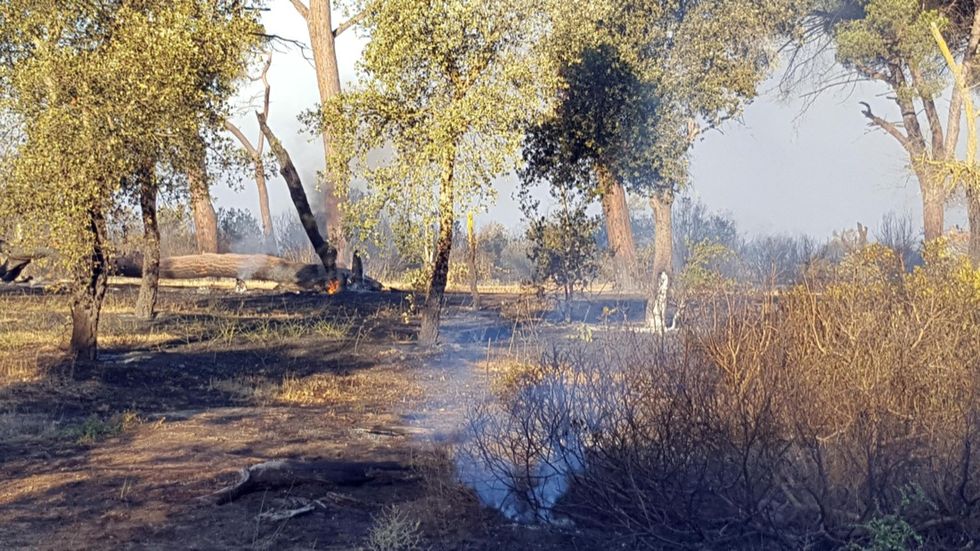 Incendi in Italia: ettari in fumo in Toscana, Lazio e Campania - Foto e video