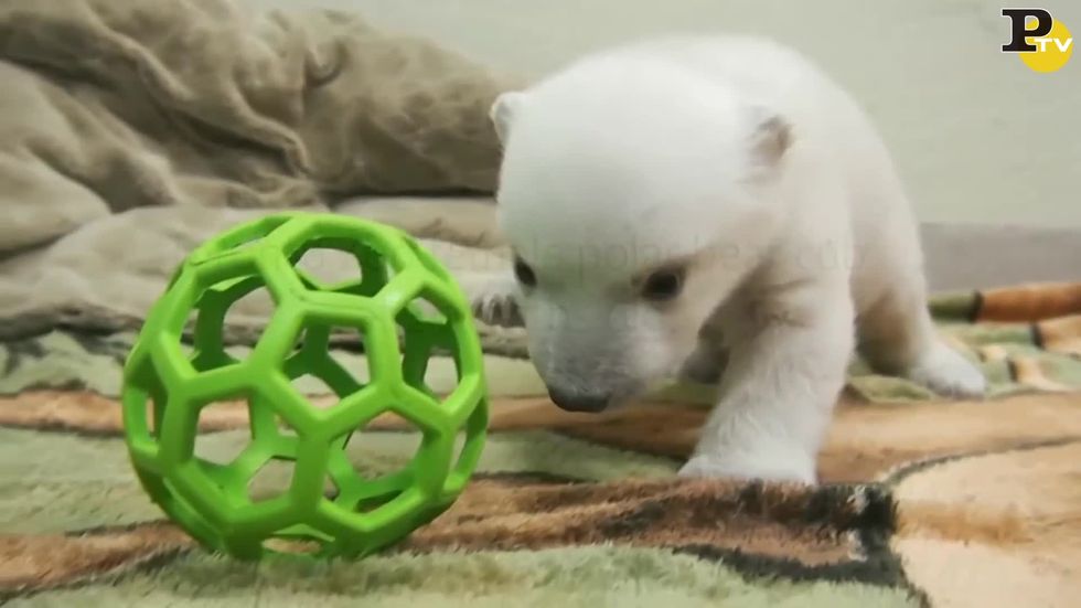 Il cucciolo di orso polare impara a camminare