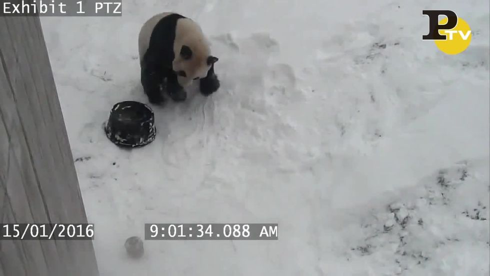 Piccolo Panda si gode la Neve