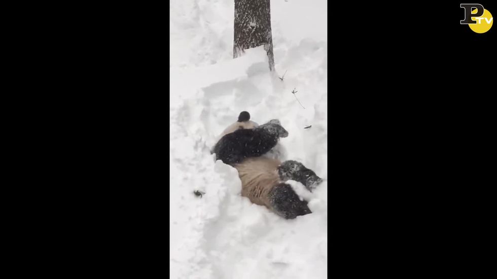 Questo panda gigante è pazzo di gioia per la neve
