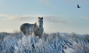 Un cavallo selvatico in mezzo alla neve