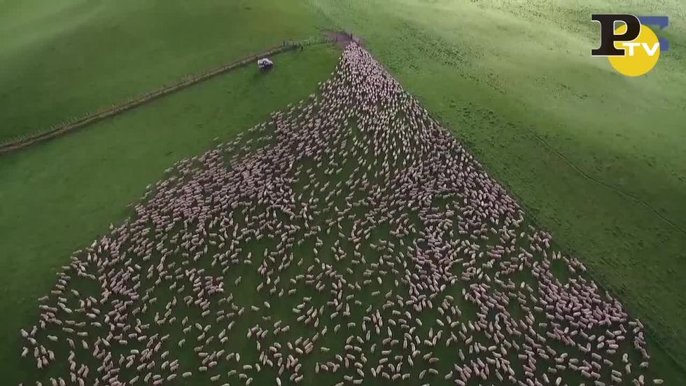 Visti dall'alto: gli spettacolari movimenti di un gregge di pecore