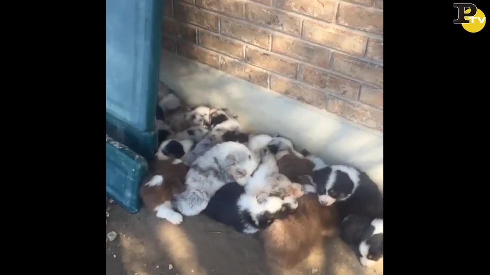 18 cuccioli si svegliano dal riposino