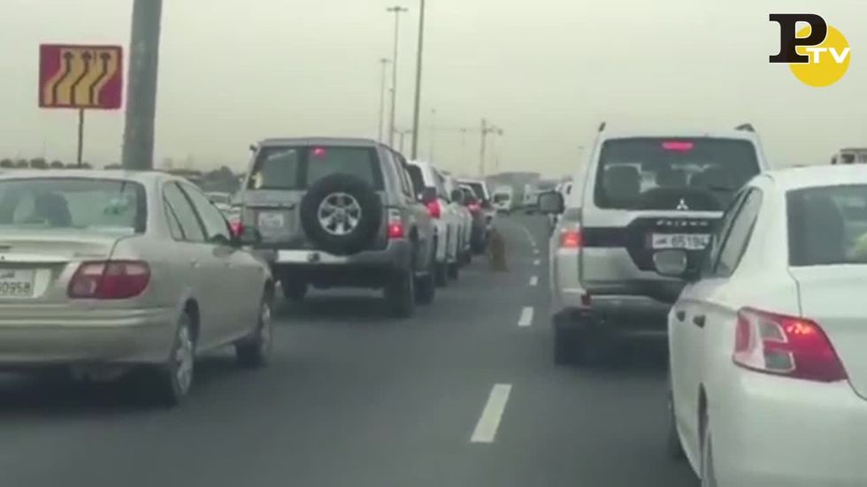 Cucciolo di Tigre gira tra le Auto in Qatar