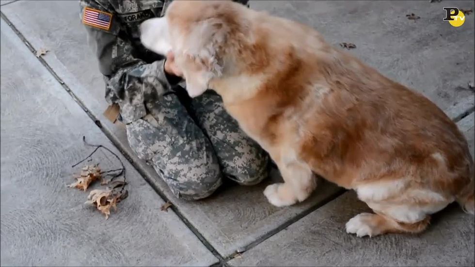 Il ritorno della soldatessa commuove il cane